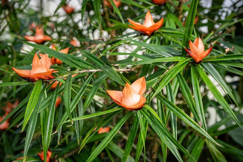 Blossoms of a climbing screw palm (Freycinetia insignis)
