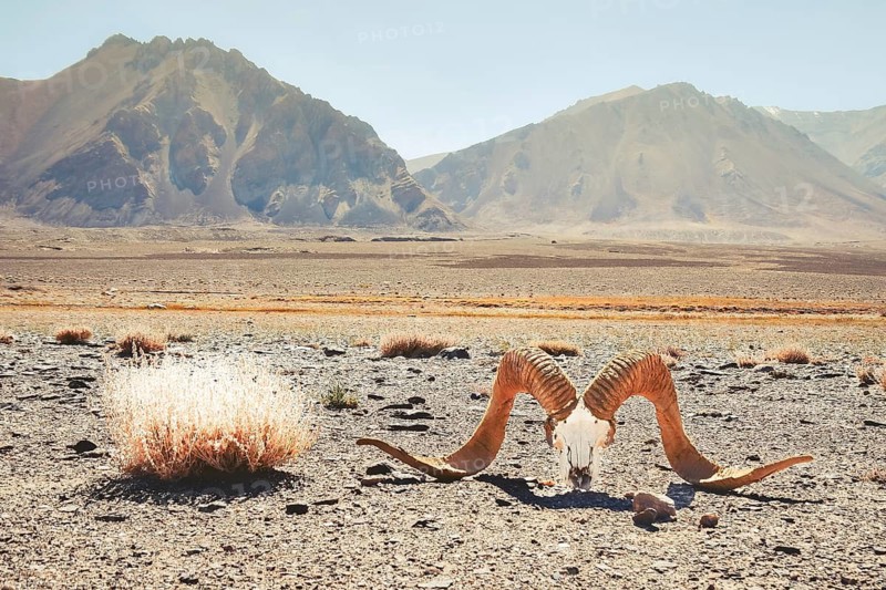 Ram skull with large horns lying on arid Pamir Highway plain Tajikistan symbolizing climate change and heated places
