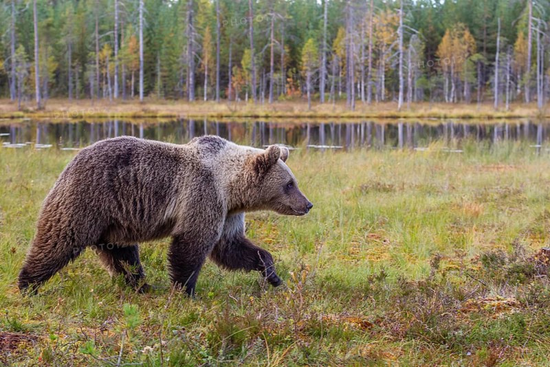 Brown bear (Ursus arctus), walking in the forest, lake, autumn, Vartius, Finland