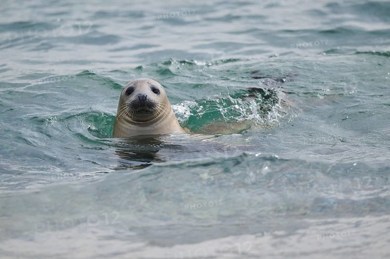 Grey seal (Halichoerus grypus) looking out of the water while swimming in the sea, Düne, Helgoland, Schleswig-Holstein, Germany