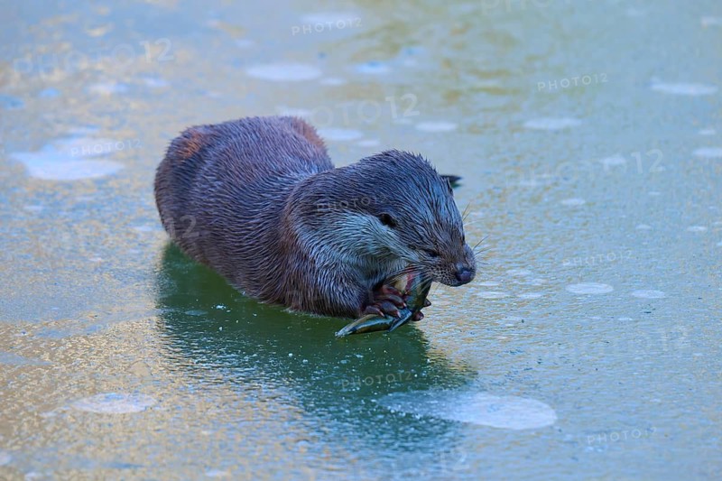 An otter lies on the ice and eats a fish, winter, otter (Lutra lutra), Hesse, Germany