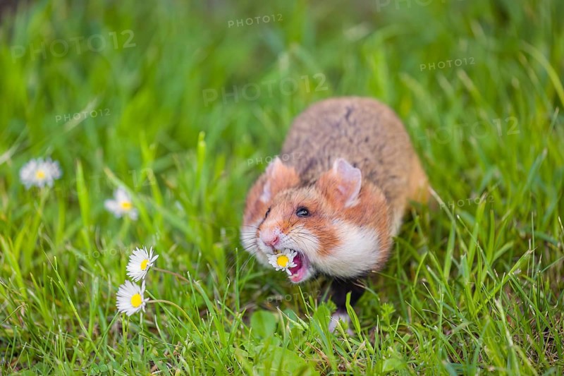 A European hamster (Cricetus cricetus), Eurasian hamster, black-bellied hamster or common hamster, collects herbs, grass and daisies on a meadow