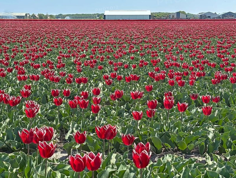 Endless field of red tulips under a clear sky in a rural setting, Julianedorp, North Holland, Netherlands