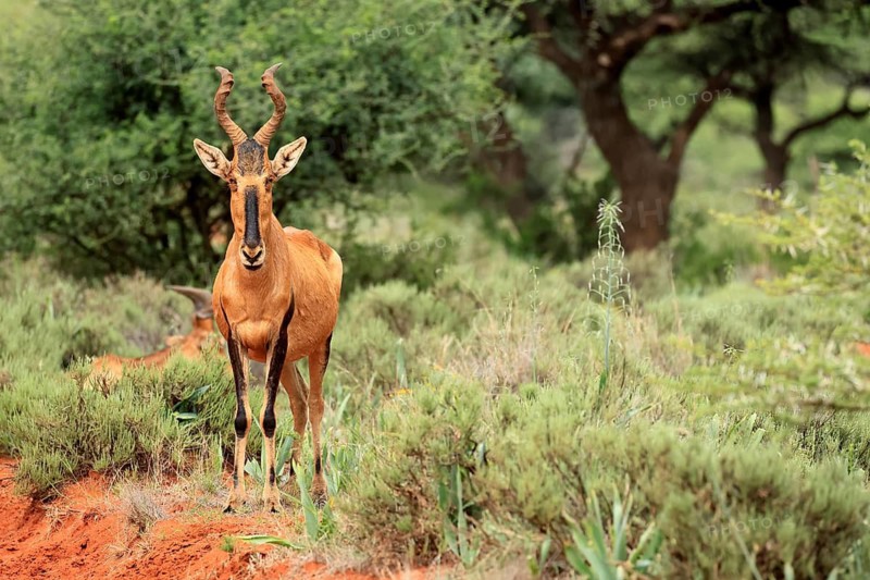 Red hartebeest (Alcelaphus buselaphus caama), Kaama, adult, alert, foraging, Mokala National Park, Northern Cape, South Africa