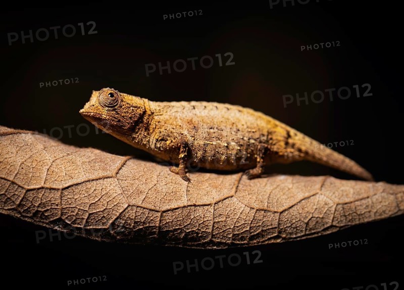 Newly described chameleon species from Madagascar, Brookesia nofy from the lowland rainforests of eastern Madagascar