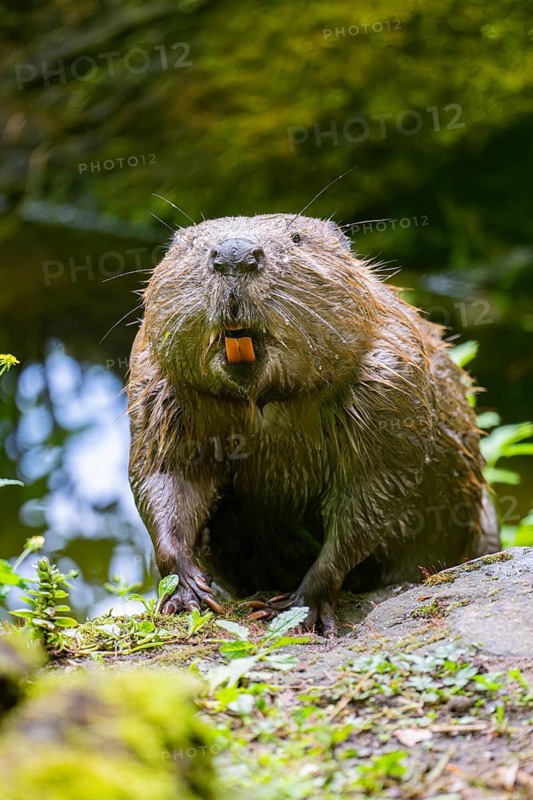 Eurasian beaver (Castor fiber) on the ground in the evening, Bavaria, Germany