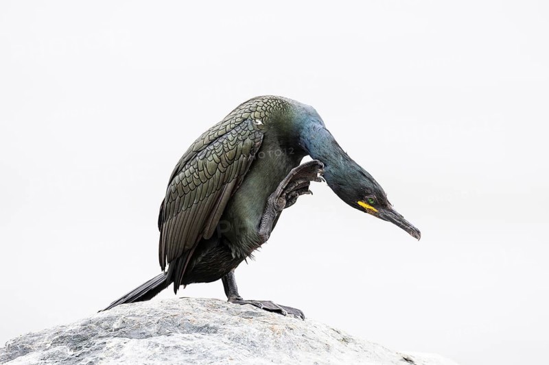 Cormorant (Gulosus aristotelis), adult bird scratching its head, Hornøya Island, Vardø, Varanger, Finnmark, Norway