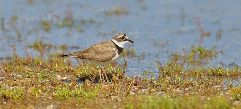 Little Ringed Plover (Charadrius dubius) adult bird standing on the lakeshore, Lake Neusiedl National Park, Burgenland, Austria