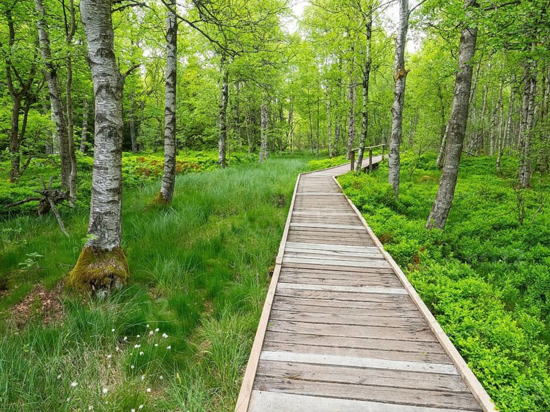 Carpathian birch forest (Betula pubescens), and boardwalk, Rotes Moor, Rhön Biosphere Reserve, Hesse, Germany