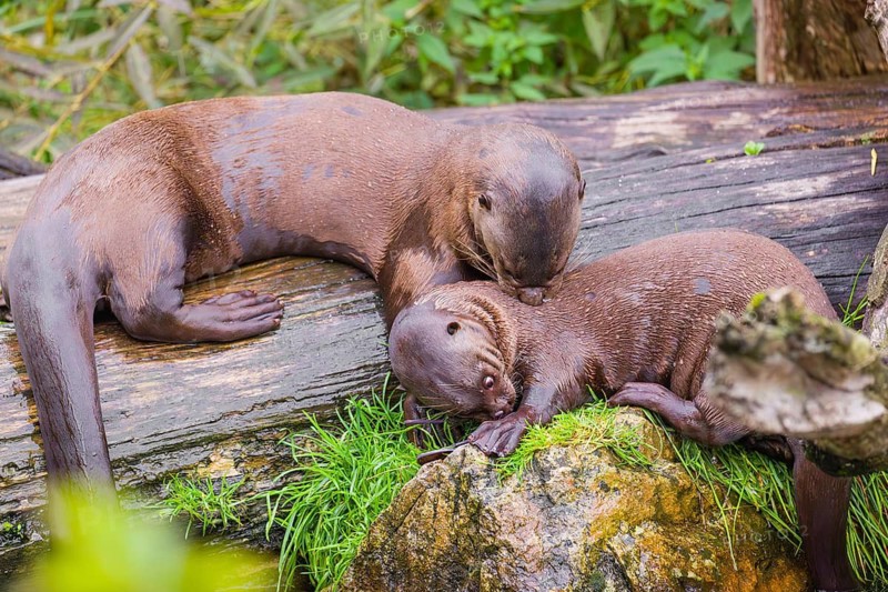 Two giant otter or giant river otter (Pteronura brasiliensis) play with sunglasses on a mossy rotten tree lying on a river bank