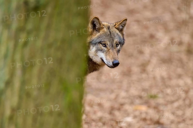 Wolf looking curiously around a tree in the forest, foliage-covered ground, Wolf (Canis Lupus), Germany