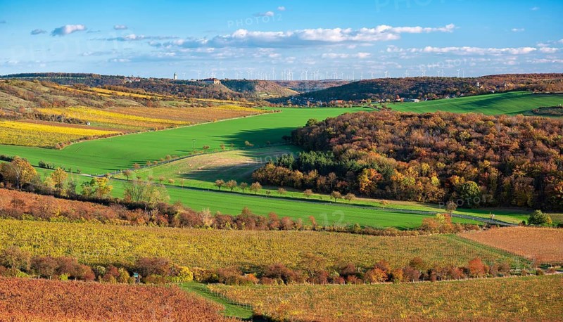 View over colourful vineyards in the Unstrut valley in autumn, Saale-Unstrut wine-growing region, near Freyburg (Unstrut), Saxony-Anhalt, Germany