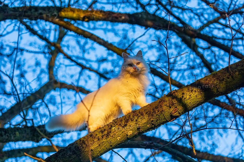 White domestic cat, Felis catus, balancing over a branch of a tree, looking down