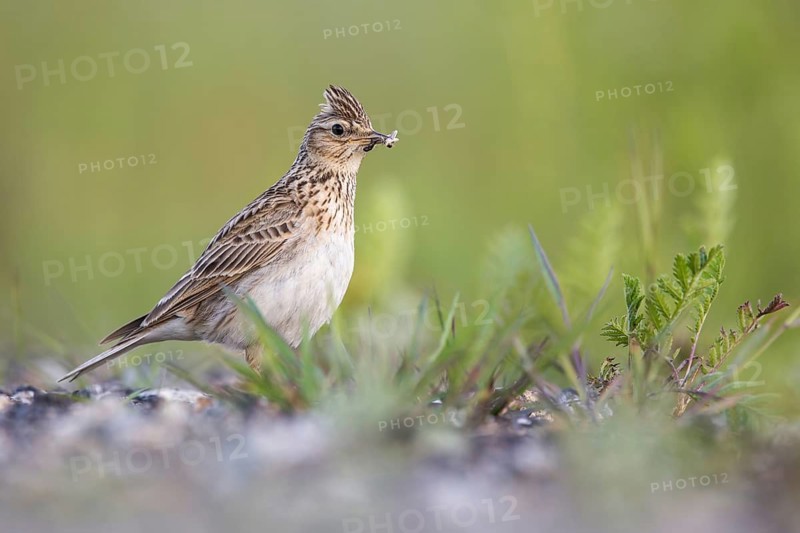 Eurasian Skylark (Alauda arvensis) male perched on the ground with insect prey in its beak, Poland