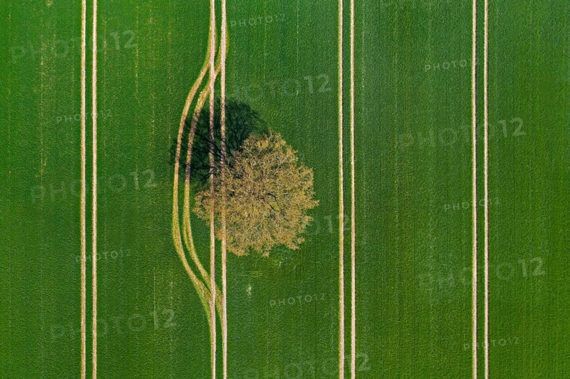 Aerial view over solitary common oak, pedunculate oak, English oak (Quercus robur) tree in farmland, field showing parallel tractor tracks