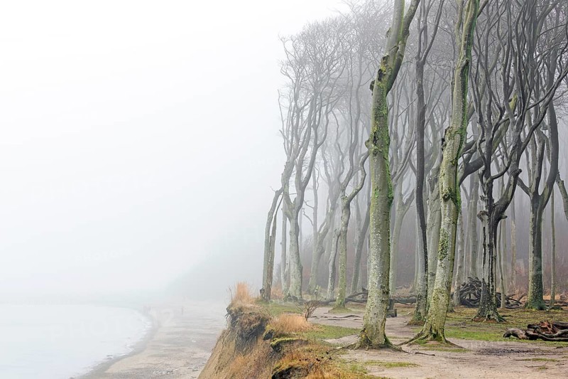 Beech trees in mist, shaped by strong winds, at Ghost Wood, Gespensterwald along the Baltic Sea coast at Nienhagen, Mecklenburg-Vorpommern, Germany
