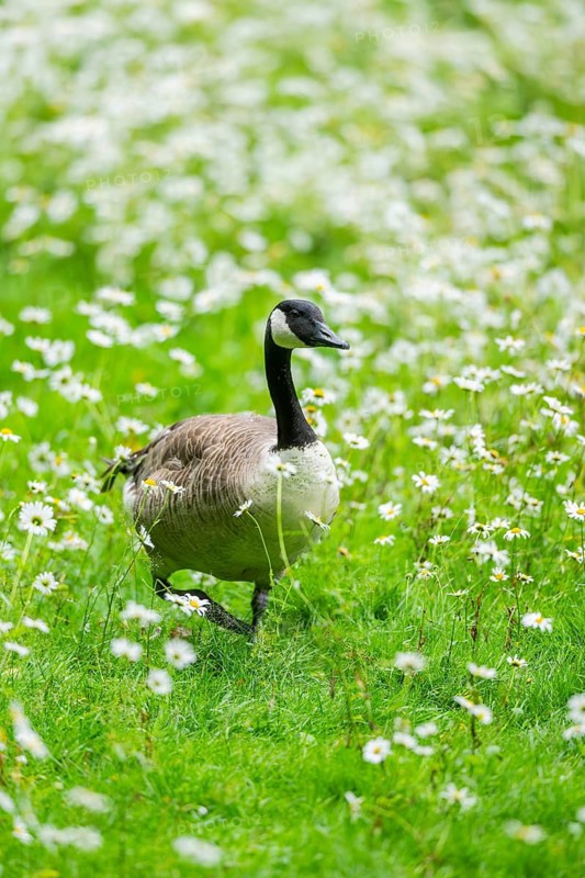 Canada goose (Branta canadensis) on a flower meadow, Bavaria, Germany