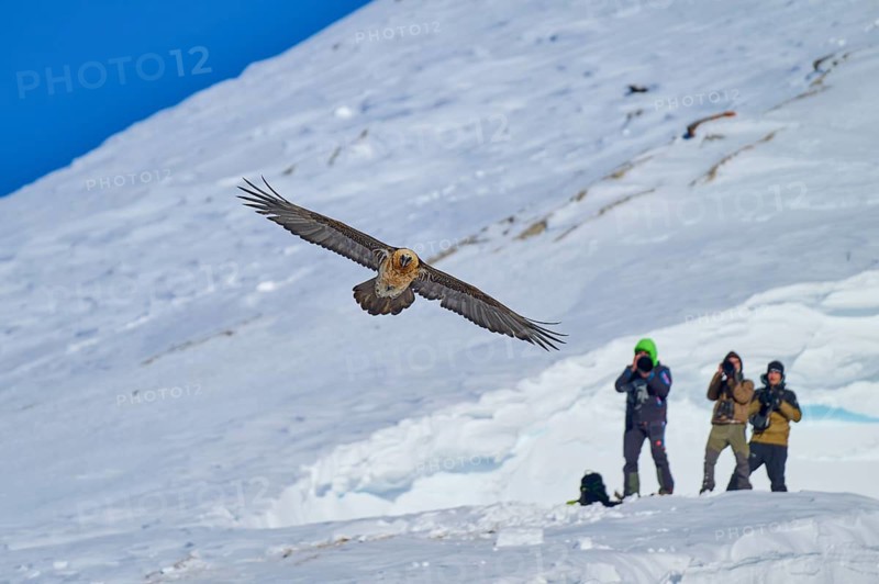 Bearded vulture (Gypaetus barbatus), flying close above a group of photographers in the snowy mountains, Gemmi Pass, Leukerbad, Leuk, Valais, Switzerland