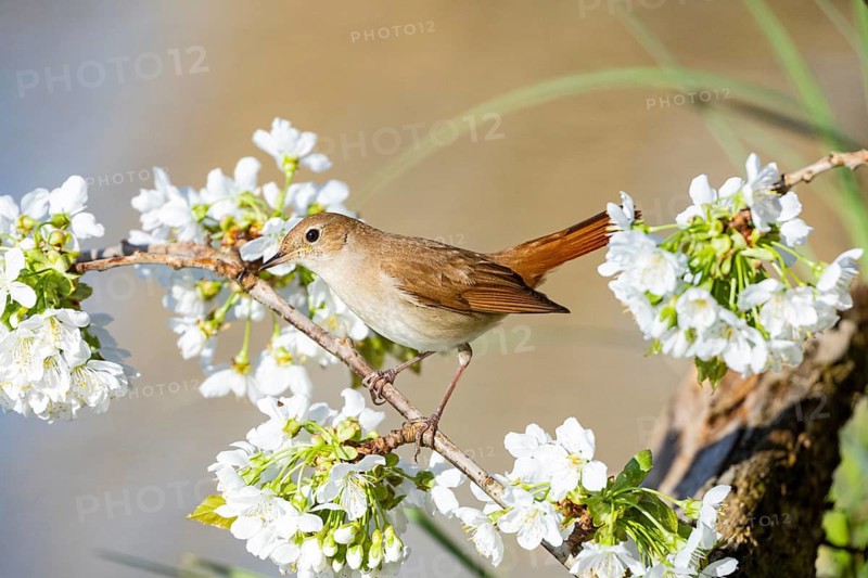Nightingale (Luscinia megarhynchos) Germany