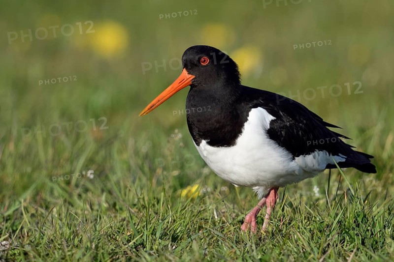 Im Frühjahr... Austernfischer *Haematopus ostralegus* auf einer Wiese unterwegs