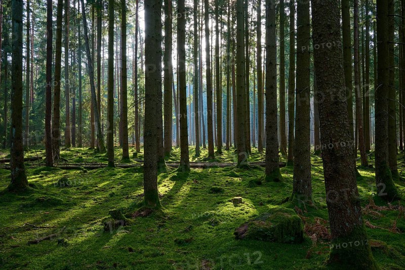 High forest area with moss-covered ground and rays of light between the trees, Mudau, Odenwald, Baden-Württemberg, Germany