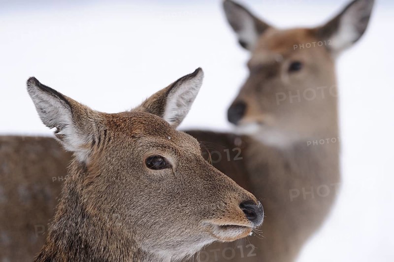 Close-up of a deer in the snow, focussed view in a cold winter environment, sika deer (Cervus nippon), captive, Bavaria