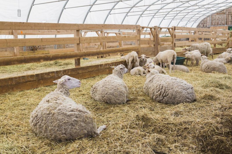 Arcott Rideau lambs in sheep pen being bred and raised for meat, Quebec, Canada