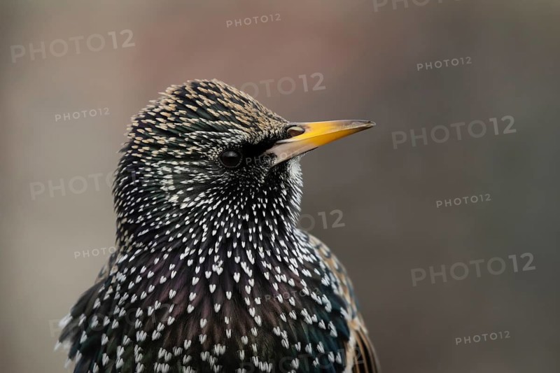 Common or European starling (Sturnus vulgaris) adult bird head portrait, England, United Kingdom