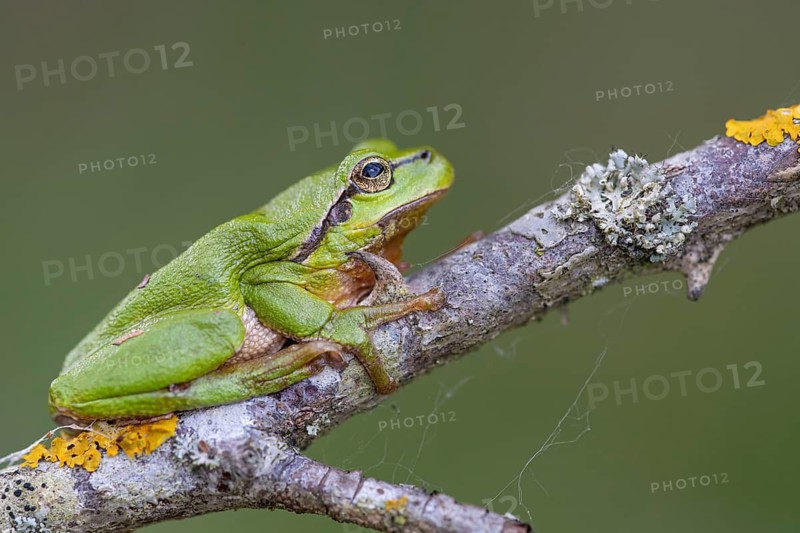 European tree frog (Hyla arborea), Zandvort, Netherlands