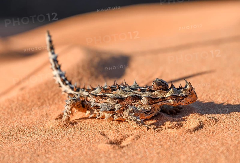 Thorny devil (Moloch horridus), François Péron National Park, Shark Bay, State of Western Australia, Australia