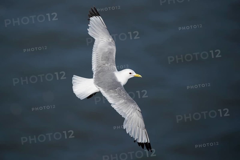 Black-legged kittiwake (Rissa tridactyla) adult sea bird flying, England, United Kingdom