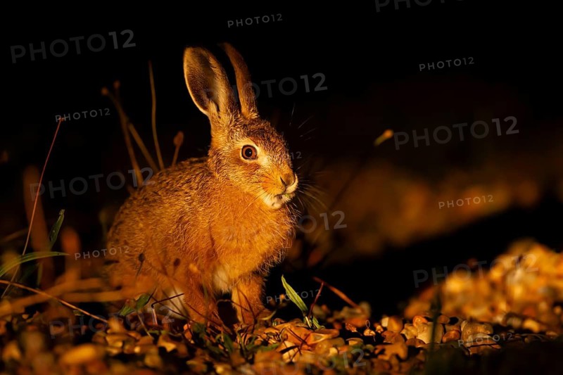 European brown hare (Lepus europaeus) juvenile baby leveret animal in grassland in the summer at night lit by torchlight, England, United Kingdom