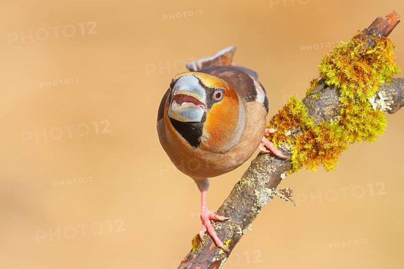 Hawfinch (Coccothraustes coccothraustes) Aggressive male sitting on branch overgrown with moss and lichen, Wildlife, Finch, Finches, Winter, Nature photography, Feeding, Winter, Siegerland, North Rhine-Westphalia, Germany
