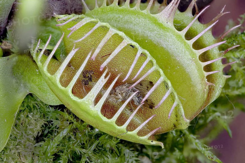 Detailed macro shot of a Venus flytrap, Dionaea muscipula, with its trap closed, showcasing the spiky lobes and a captured insect, against a lush green background