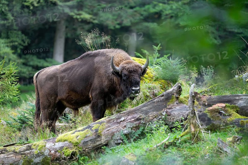 Wisent (Bison bonasus) bull in near-natural habitat, eats grass, captive, Germany