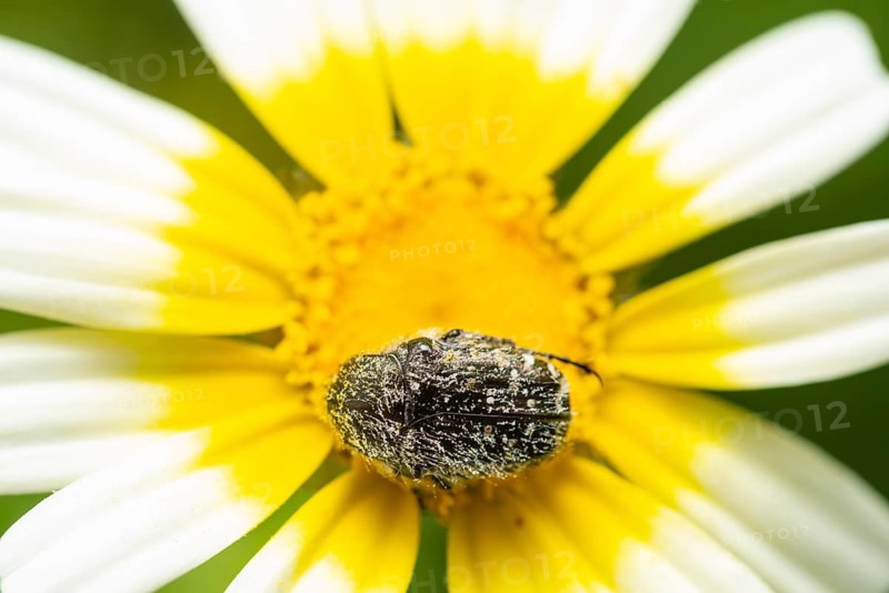 A detailed macro shot of a oxythyrea funesta nestled on a yellow and white flower in spring, highlighting the insect textured body and intricate petal details against a blurred green background