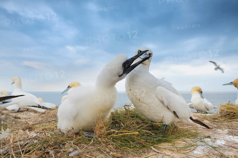Northern Gannet (Morus bassanus) with chick, Schleswig-Holstein, Germany
