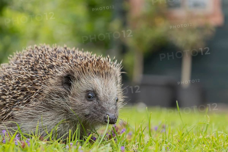 European hedgehog (Erinaceus europaeus) adult animal on a garden grass lawn in spring, England, United Kingdom