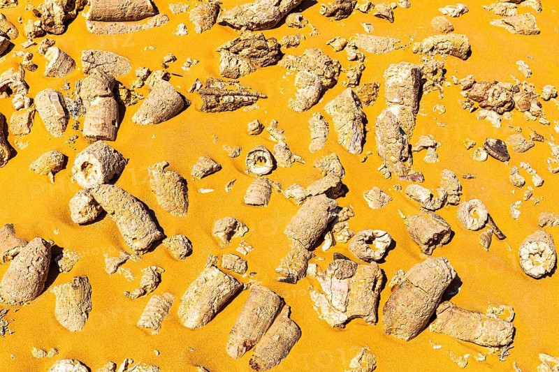 Rudists, tubular fossilised sea shells, Huqf rocky desert, Arabian Peninsula, Sultanate of Oman