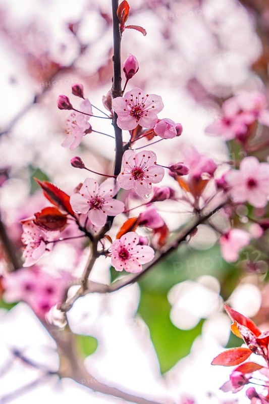 Delicate cherry blossoms in pink with a blurred background convey spring feelings, Nagold, Calw district, Germany