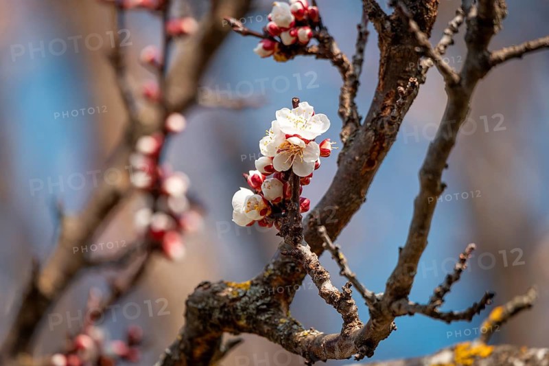 Delicate, white blossoms of the apricot (Prunus armeniaca) on gnarled branches in front of a clear blue sky, Ternitz Lower Austria, Austria