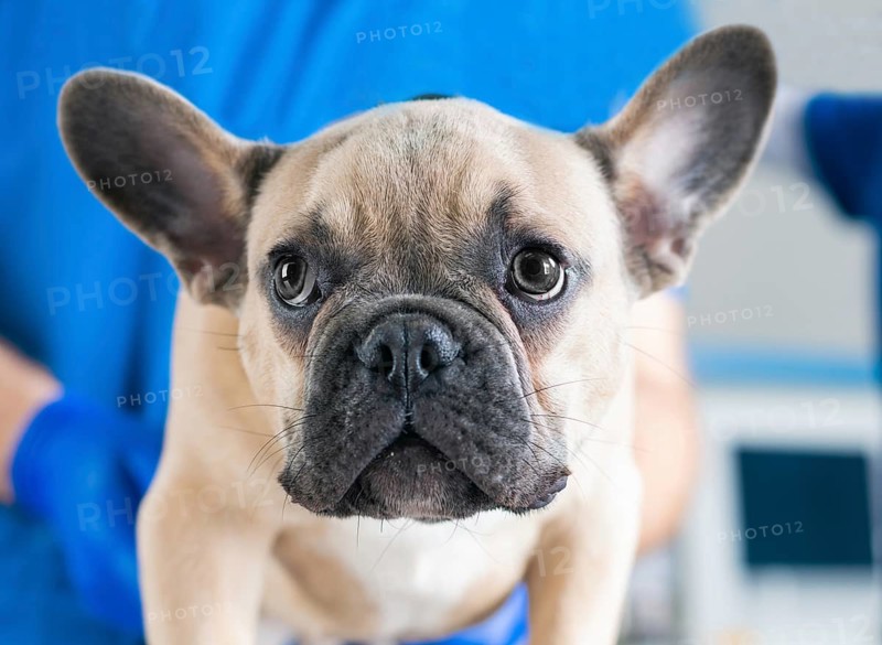 Portrait of a French Bulldog. Veterinary medicine concept. Pedigree dogs. Funny animals.