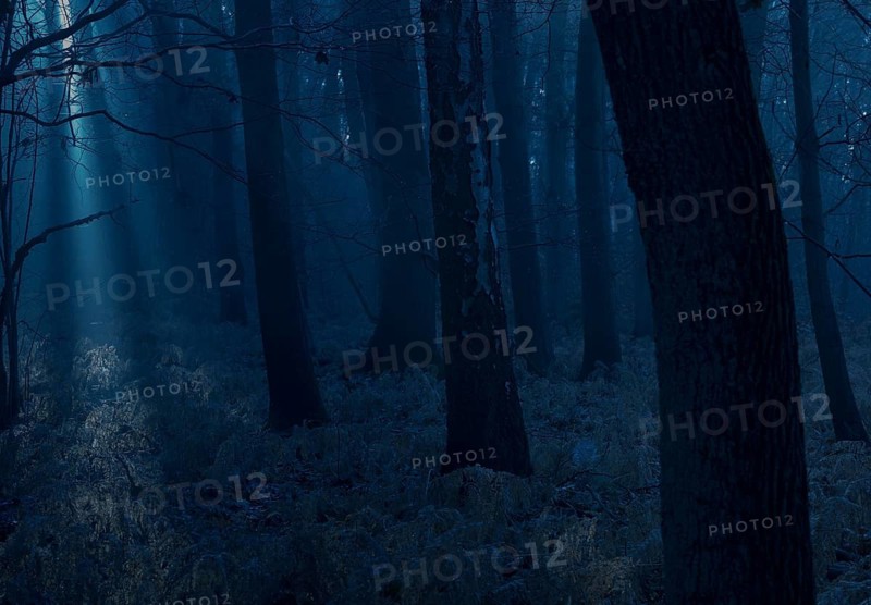 Dark forest at night with blue light and mystical atmosphere, deep, shimmering blue night forest, dark, blue hues, shadows, mysterious, mystical atmosphere, fog, weak light, foggy, cool, frosty, light rays fall on the forest floor, moonlight, silence, landscape, mood, hazy, dim, twilight, moon, glow, night, trees, creepy, darkness, nature, symbol of anxiety, phobia, nightmare, uncertainty, anxious, Lüneburg district, Lower Saxony, Germany