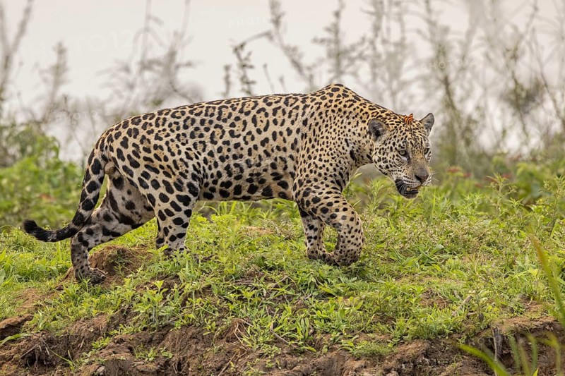 Jaguar (Panthera onca) with butterfly, Pantanal, Brazil