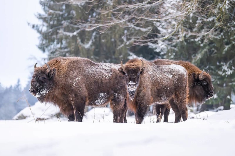 European bison (Bison bonasus) or Wisent standing on a meadow next to the forest in winter, snow, Bavaria, Germany