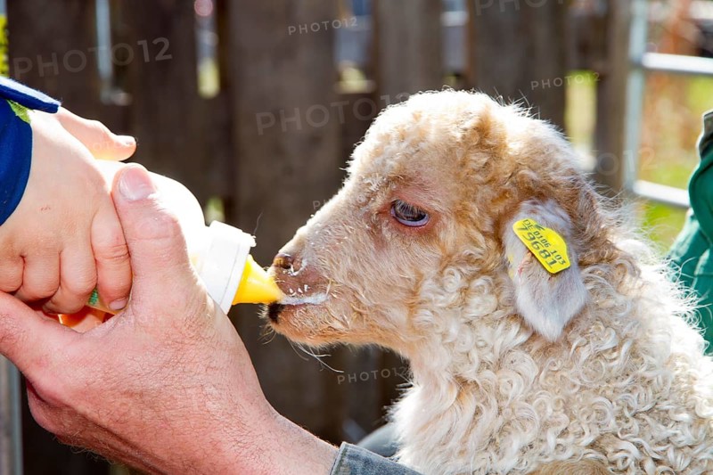 A lamb being bottle-fed, Zackelschaf, earmark, portrait, animals, mammals, sheep, Easter lamb, Herborn, Hesse, Federal Republic of Germany