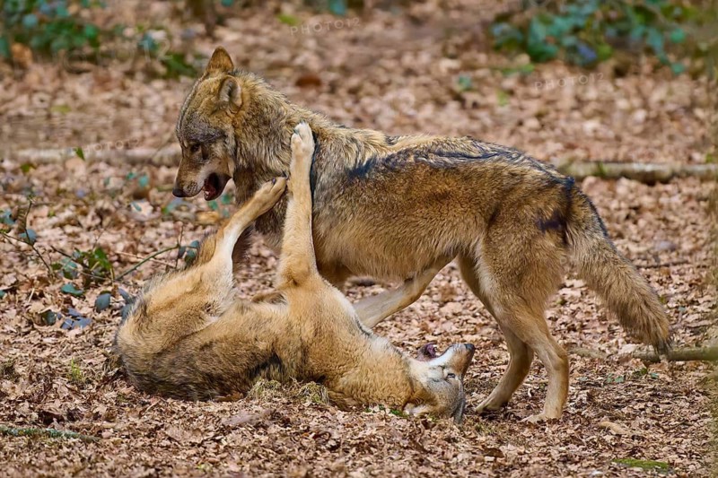 A wolf stands over another lying on its back in the foliage in a natural forest environment, Wolf (Canis Lupus), Germany