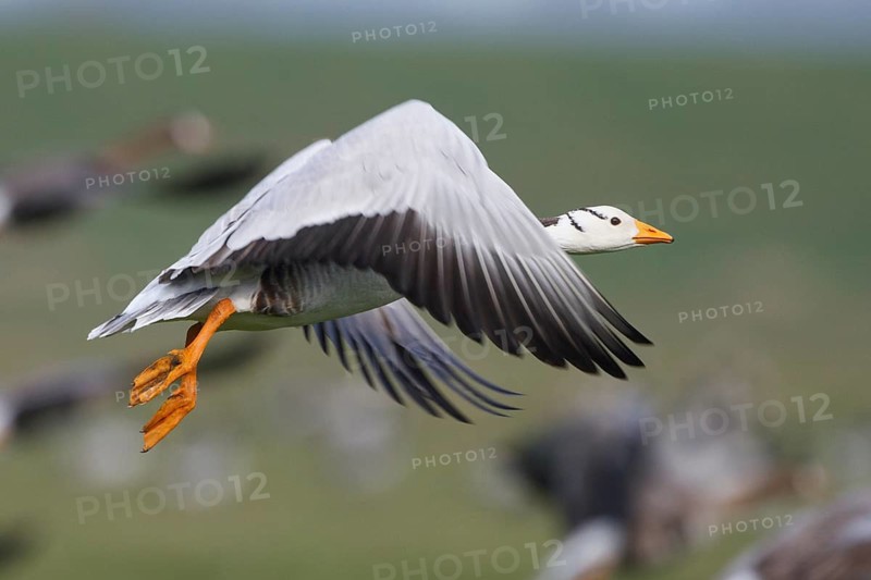 Bar-headed Goose & Greater White-fronted Goose (Anser indicus & Anser albifrons) flying, Netherlands