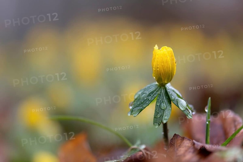 Winter aconite (Eranthis hyemalis) with raindrops, Austria, Upper Austria