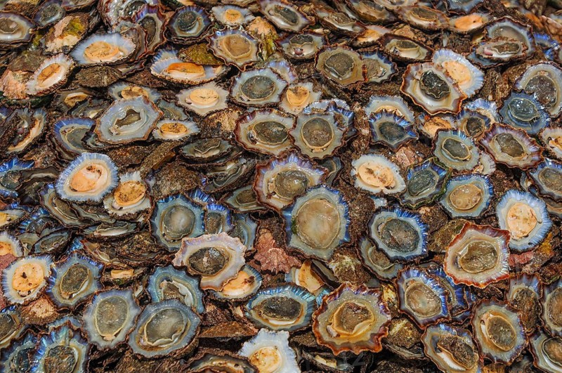 Limpets (Patellidae) in fishmonger's display at fish market, Funchal, Madeira, Portugal